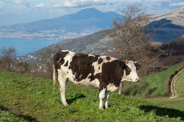 Fototapeta na wymiar a spotted cow and Vesuvius in the background, Naples, Campania, Italy