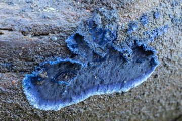 Pulcherricium caeruleum (Terana caerulea) is an inedible fungus, a mushroom in natural environment....