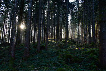 Fototapeta premium Morgensonne im Wald