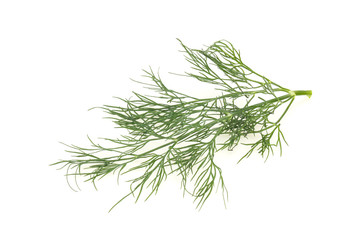 Fresh green dill herb branch