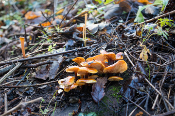 Flammulina velutipes, known as enokitake, winter mushrooms or winter fungus, is an edible mushroom