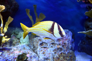 Fototapeta na wymiar 黄色の縞がとても美しいポークフィッシュが水槽を泳ぐ姿（日本の東京池袋サンシャイン水族館）