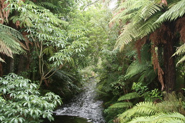 fern in the forest