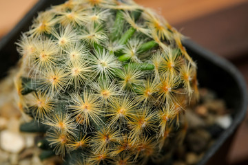 Beautiful cactus on white background