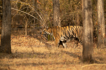 Fototapeta na wymiar Tiger cub near a water hole, Tadoba Andhari Tiger Reserve, India