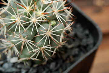 Beautiful cactus on white background