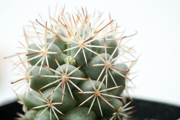 Beautiful cactus on white background