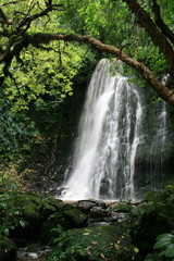 Obraz premium waterfall in the forest