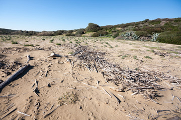 sandy dune near Cala Mosche, in the Vendicari Natural Reserve, Syracuse, italy