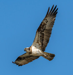 river hawk or western osprey (Pandion haliaetus) in flight