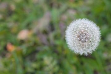 dandelion in the garden, white fluff, background
