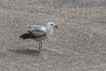 Larus marinus - Seagull standing on the road. Wild photo Vlissingen