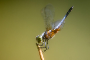 Dragonfly
