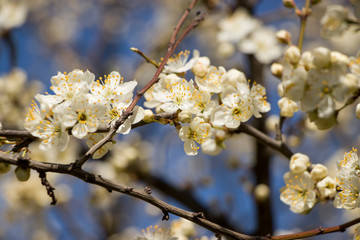 Blossoming cherry with a blurred background. Spring.