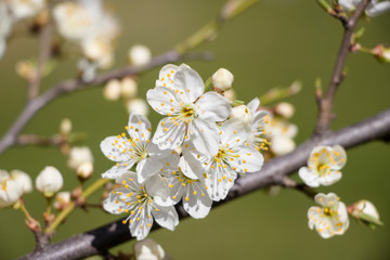 Blossoming cherry with a blurred background. Spring.