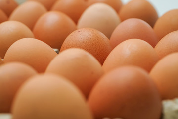 Brown chicken egges on white background.