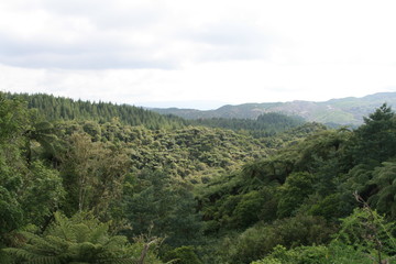 Naklejka premium mountain landscape with trees