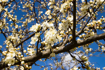 Blossoming cherry with a blurred background. Spring.