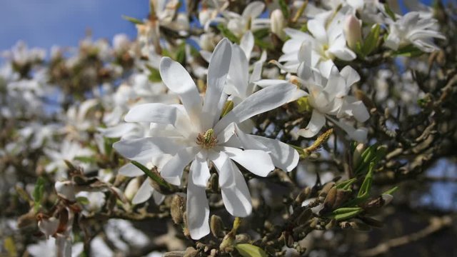 Close up , time lapse of a Magnolia stellata Tree gently moving in the wind on a sunny spring day.