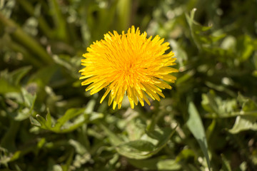 Yellow dandelion. A little spring sun.