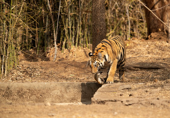 Fototapeta premium Tiger cub entering a water hole, Tadoba Andhari Tiger Reserve, India