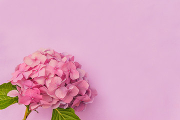 Template for greeting card. Beautiful hydrangea flower head on pink background. Space for text, flat lay