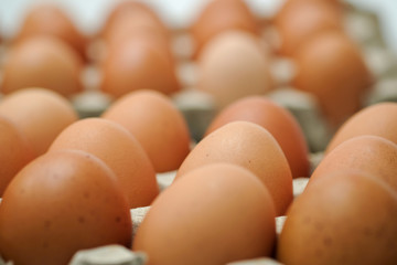 Brown chicken egges on white background.