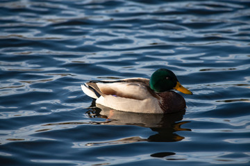 Male duck clean on lake water reflection nature  wild autumn bird