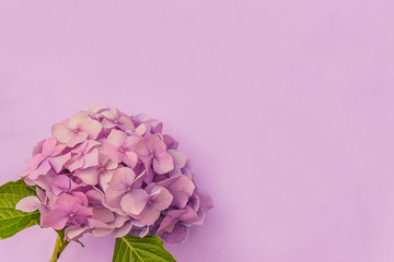 Obraz premium Template for greeting card. Beautiful hydrangea flower head on pink background. Space for text, flat lay