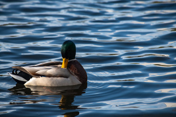 Male duck clean on lake water reflection nature  wild autumn bird