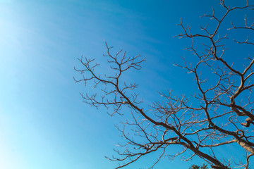 creepy looking tree without leaves against blue sky in the background