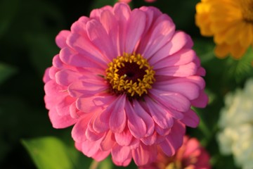 Obraz premium Fleurs 