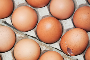 Brown chicken egges on white background.