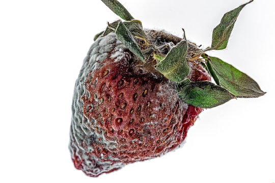 rotten strawberry isolated on white background