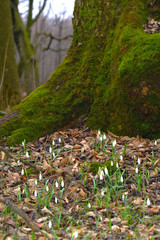Snowdrop or galanthus flowers on the bottom of moss covered tree. Early spring forest nature. Deep background. Vertical.