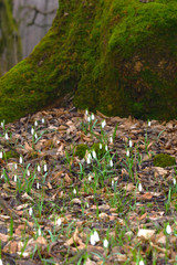 Naklejka na ściany i meble Snowdrop or galanthus flowers on the bottom of moss covered tree. Early spring forest nature. Vertical.