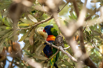 rainbow lorikeet parrot