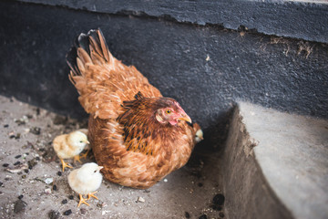 free range chicken on the farm