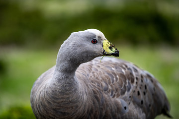 close up of a bird