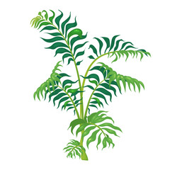 Jungle vegetation cartoon vector illustration. Fern leaves on green stem. Lush shrub for subtropical forest. Tropical bush flat color object. Exotic foliage isolated on white background