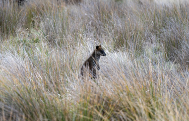 wallaby in the grass