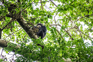 Chimpanzee in fig tree