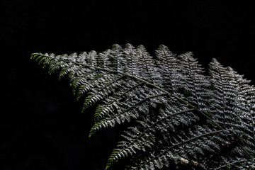 fern leaf in the night