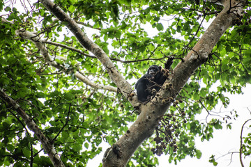 Chimpanzee in tree