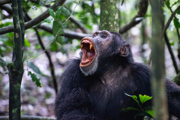 Chimpanzee with wide open mouth showing teeth