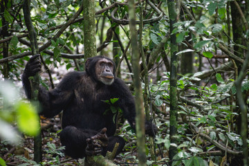 portrait of a chimpanzee