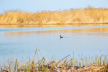 Wild duck swims in the pond.