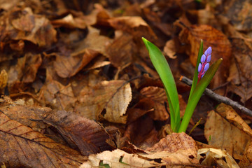 Beautiful scilla flower on a brown leaves background. Violet to gentian-blue gradient. Copy space on the left.