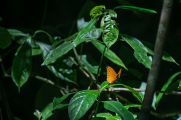 butterfly on leaf
