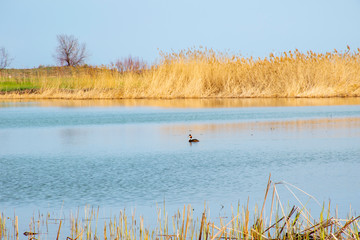 Wild duck swims in the pond.